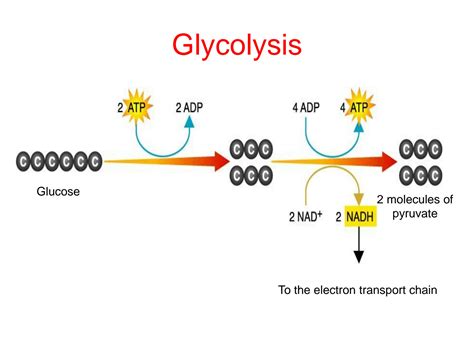 glycolysis and krebs cycle pogil|glycolysis pogil diagram.